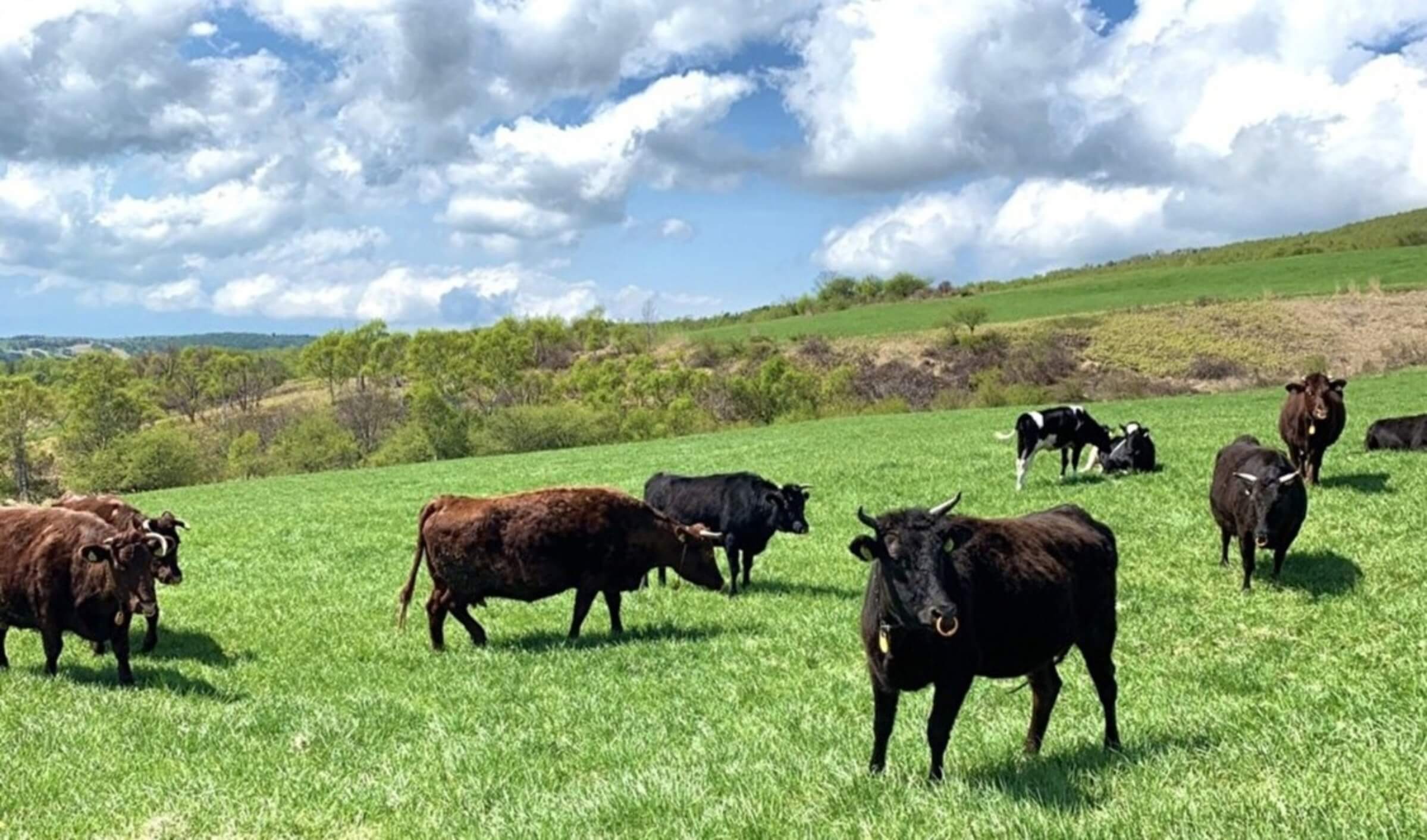 DABOS牧場の風景