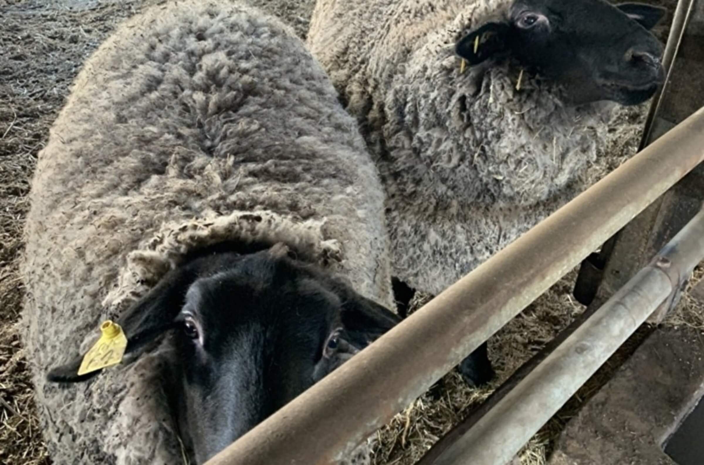 ラム肉の商品画像