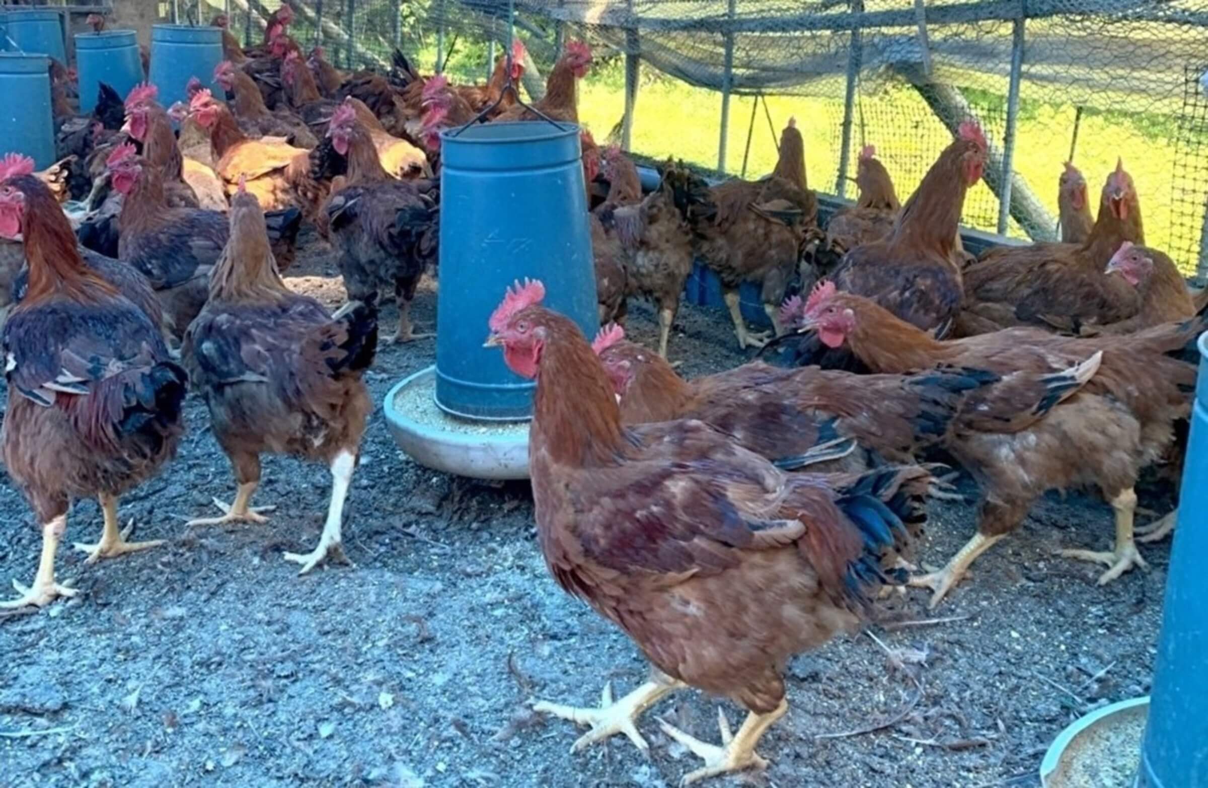 鶏肉の商品画像